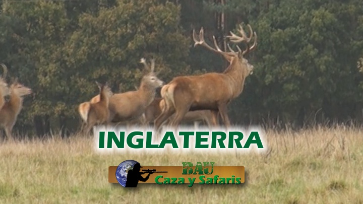 Inglaterra: varios animales