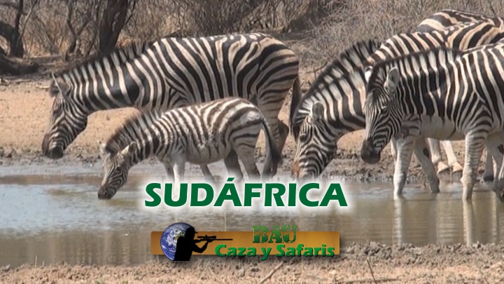 Sudáfrica: varios animales